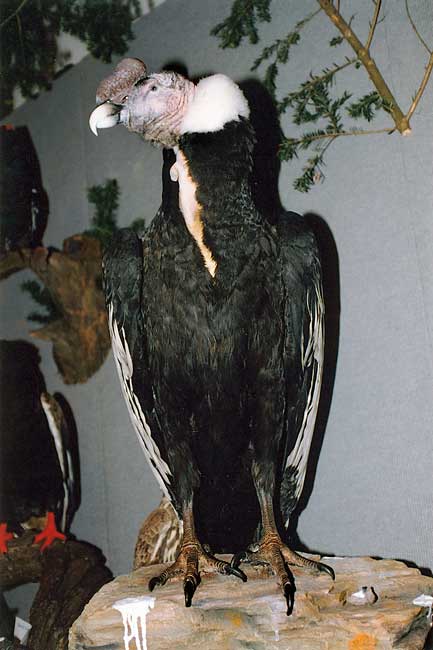2004-condor